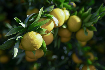 Branch of growing tangerines in dew