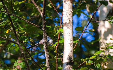Very beautiful and cute bird chubby on the branches of summer morning. The baby birds on the branch