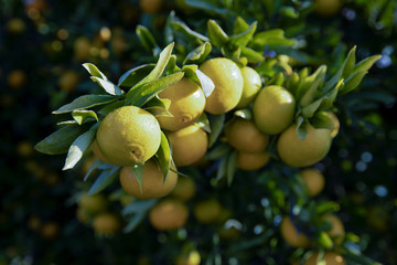 Branch of growing tangerines in dew