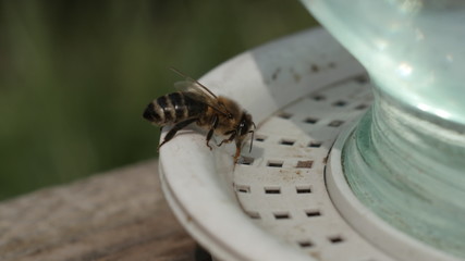 How Bees Work 