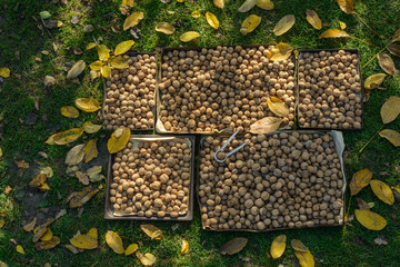 walnuts on the lawn
