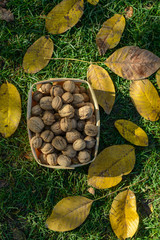 walnuts on the lawn