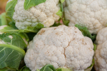 Group of cauliflowers with green leaves