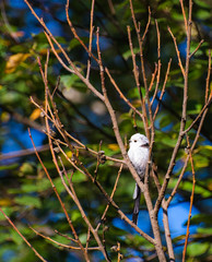 Very beautiful and cute bird chubby on the branches of summer morning. The baby birds on the branch