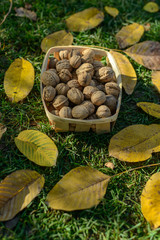 walnuts on the lawn