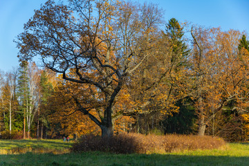 Autumn park. Pavlovsk, St. Petersburg, Russia