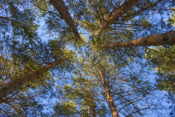 Tops of pines in clear weather.
