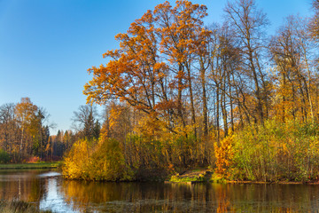 Fototapeta na wymiar Autumn park. Pavlovsk, St. Petersburg, Russia