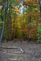 Blick in den Herbstwald