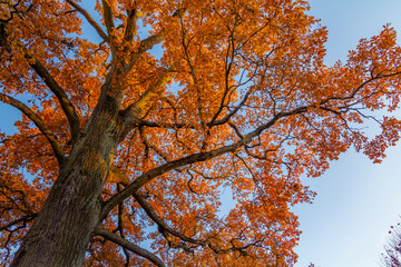Tree crown, autumn, sunset