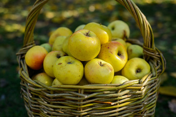 apples in wicker basket