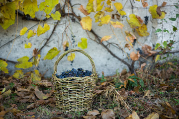 grapes in wicker basket