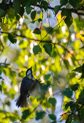 Titmouse in flight to the branch