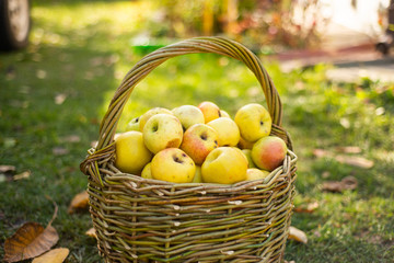 apples in wicker basket