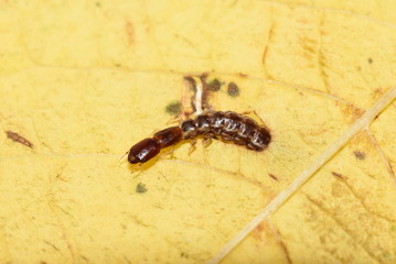 Snakefly larvae crawling on a yellow leaf 