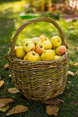 apples in wicker basket