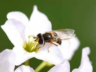 Closeup on the hoverfly Syrphus ribesii eating pollen on a cockooflower