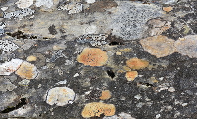 The orange boulder lichen Porpidia flavocaerulescens on a stone surface