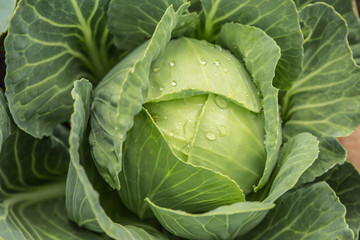 Obraz premium Fresh Green Cabbage 