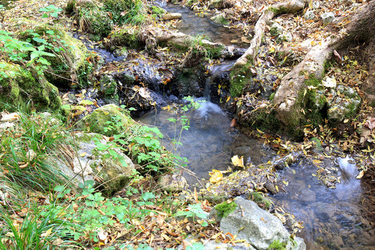 Ручей в осеннем лесу Экопарка Воденицы (Болгария) 