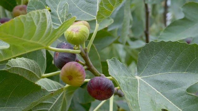 Ripening fruits of figs on the Ficus carica tree. Rainy weather.