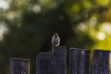 Cute sparrows on the fence in the rain with a very beautiful bokeh at sunset