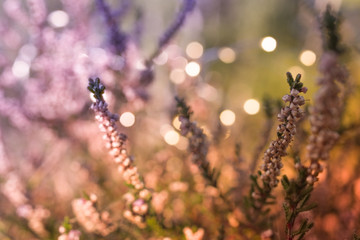 Romantische Natur mit Bokeh