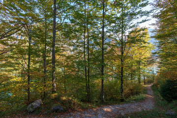 Fototapeta na wymiar Wanderweg im Wald am Almsee