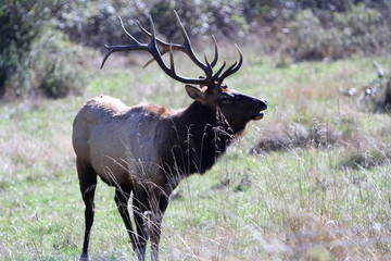 Bull Elk