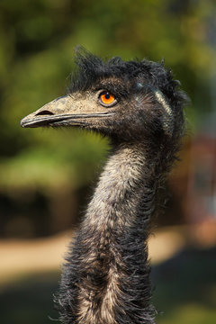 Male adult Australian Emu (Dromaius novaehollandiae), view of an Emu's neck and head