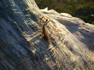 Mantis religiosa is a mantis species native to temperate areas of Europe, Asia and northern Africa, but has spread around the world and is now well established across the United States and into Canada