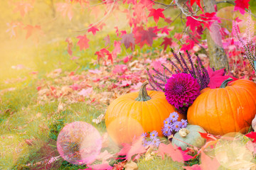 Autumnal garden decoration with pumpkins, heather and dahlia flowers