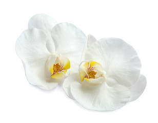Beautiful orchid flowers on white background. Tropical plant