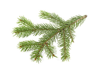 Branch of Christmas tree isolated on white background