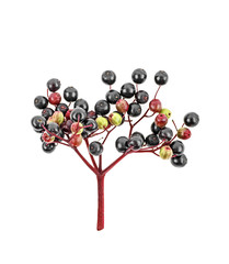 Young branch of Elderberry isolated on white background