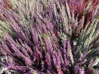 Besenheide (Calluna vulgaris)