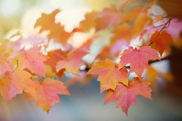 Closeup view at yellow and little red maple tree leaves. With bokeh