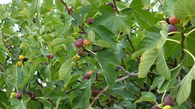 Ripening fruits of figs on the Ficus carica tree. Rainy weather.
