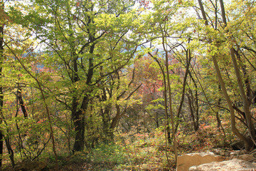 Осенний лес в Экопарке Воденицы (Болгария) 