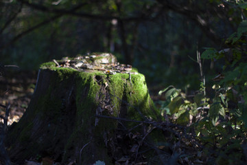 Old stump covered with moss. Soft focused. Fairy forest. 