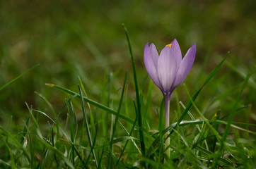 Close-up of a violet flower.