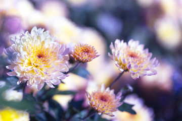 Beautiful chrysanthemum flowers in an autumn garden, selective  focus. Early morning, dew.