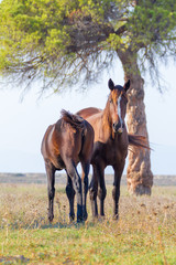 Fototapeta premium Alberese (Gr), Italy, horses grazing in the Maremma Regional Park