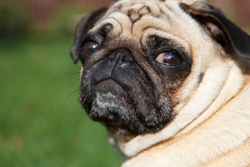 Very serious pug dog looking to someone