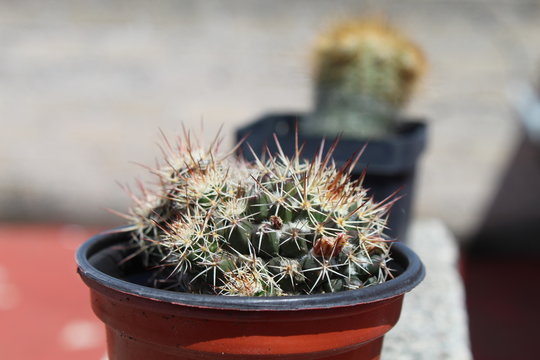 Cactus