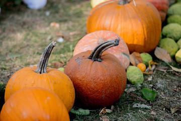 group of a yellow pumpkins on a ground. Autumn season images in natural colors