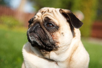 Very serious pug dog looking to someone