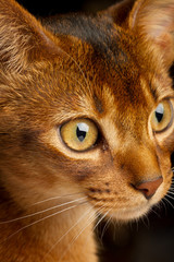 Young ruddy abyssinian cat
