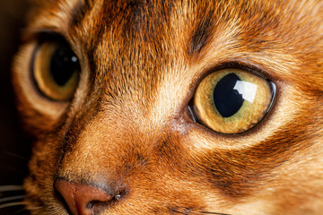 Young ruddy abyssinian cat