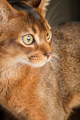 Young ruddy abyssinian cat